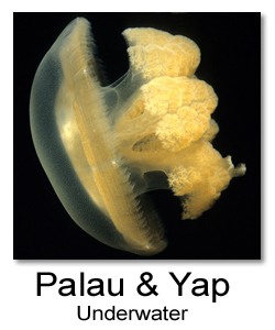Underwater Photos from Palau & Yap