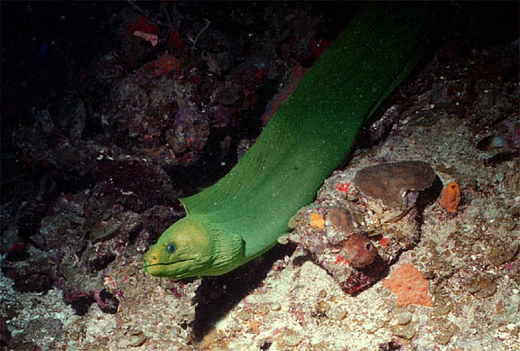 moray