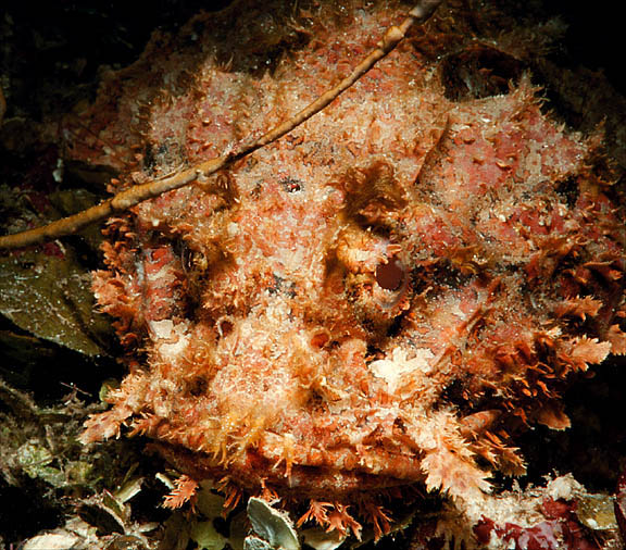 scorpionfish1