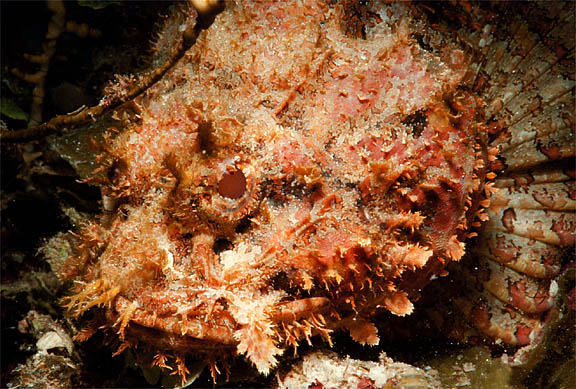 scorpionfish2