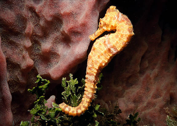 seahorse2