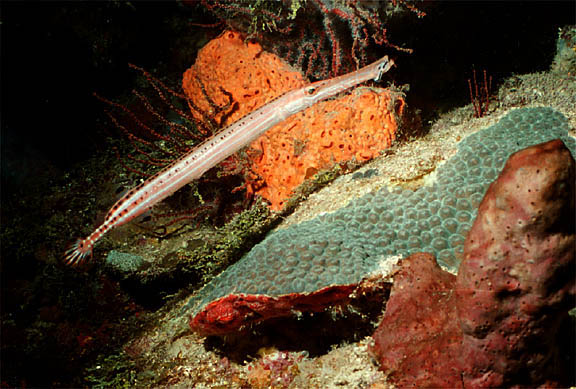 trumpetfish