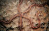 brittlestar