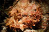 scorpionfish2