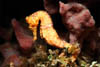 seahorse1