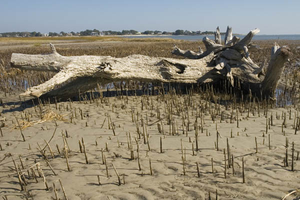 Tybee_Island_200711_52