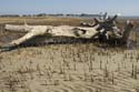 Tybee_Island_200711_52