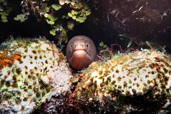 2_22A_Spotted_Moray