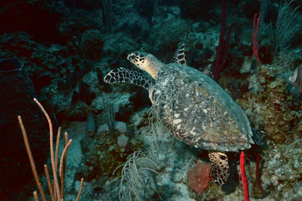 3_01_Turtle