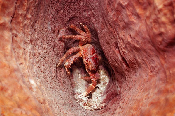 5_09A_Crab_in_Sponge