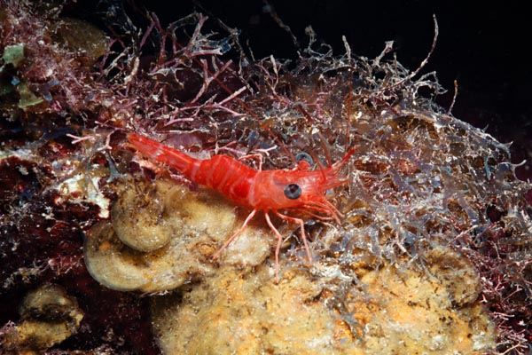 6_05_Shrimp