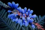 2_03A_Bluebell_Tunicate