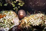2_22A_Spotted_Moray