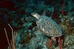 3_01_Turtle