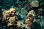 3_06_Munching_Parrotfish