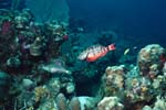3_07_Two_Parrotfish