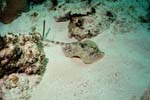 3_E_Stingray