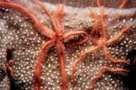4_02A_Brittle_Stars