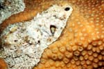 5_26A_Blenny