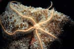 6_03_Brittle_Star