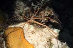6_04_Arrowcrab
