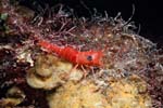 6_05_Shrimp