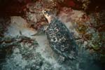 6_18_Turtle