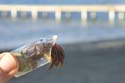 Utila_2008_056